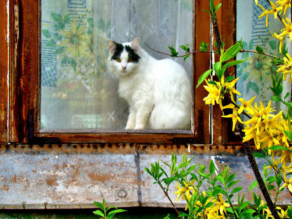 Katze im Ostseebad Cranz in Ostpreußen - CALVENDO Foto-Puzzle - calvendoverlag 29.99