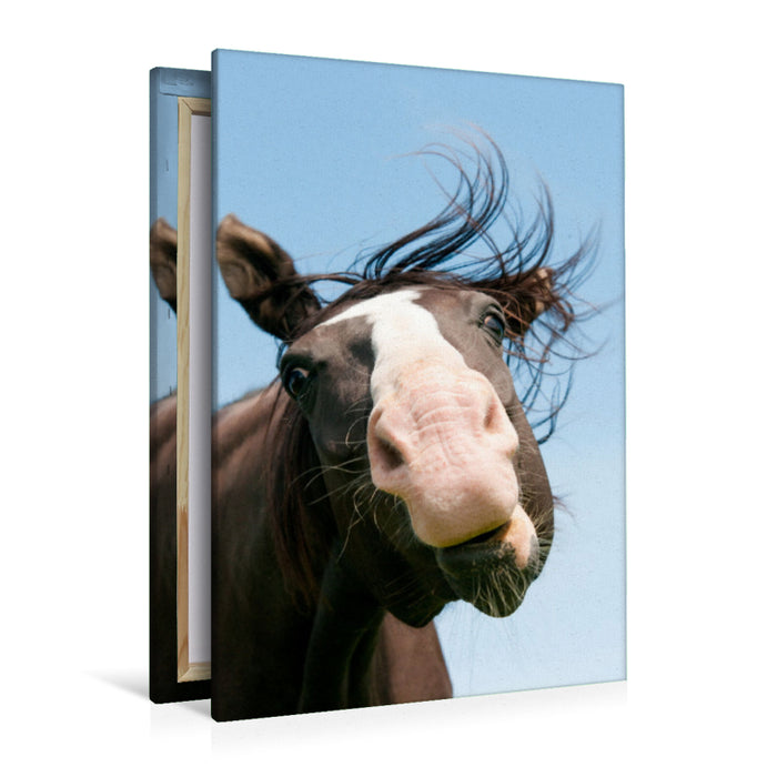 Premium Textil-Leinwand Premium Textil-Leinwand 80 cm x 120 cm  hoch Ein Motiv aus dem Kalender Pferdegesichter - Porträts mit Spaß
