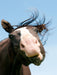 Pferdegesichter - Porträts mit Spaß - CALVENDO Foto-Puzzle - calvendoverlag 29.99