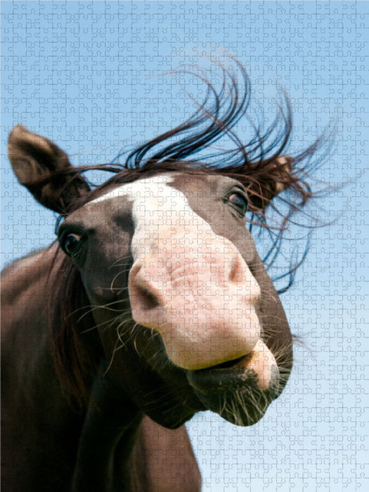 Pferdegesichter - Porträts mit Spaß - CALVENDO Foto-Puzzle - calvendoverlag 29.99