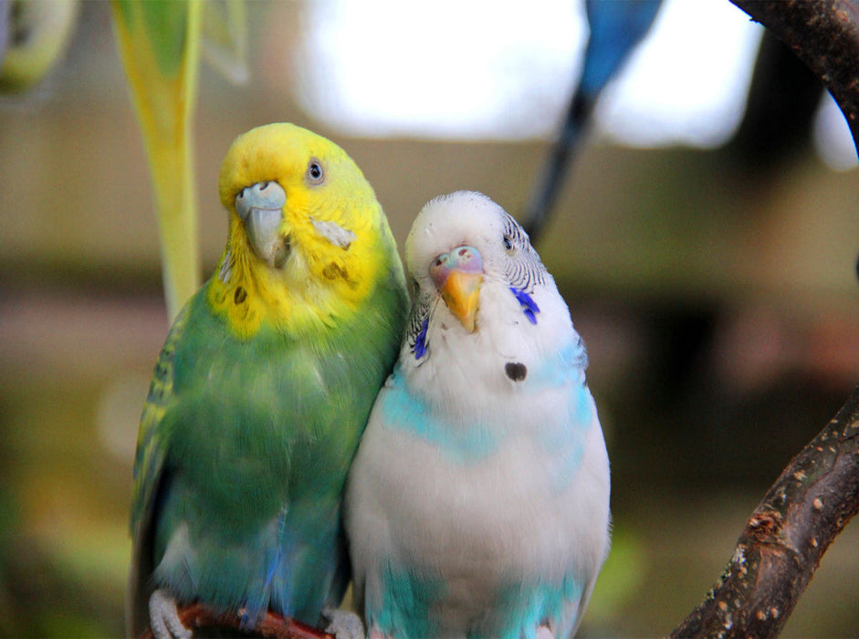 j'adore les perruches ! - Casse-tête photo CALVENDO 