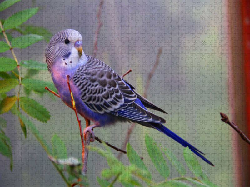 Budgie in the warm evening sun! - CALVENDO photo puzzle 