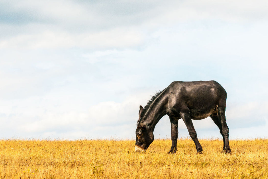 Premium textile canvas Premium textile canvas 120 cm x 80 cm landscape Eye-catcher: black horse with Bulgarian-Catalan gene pool 