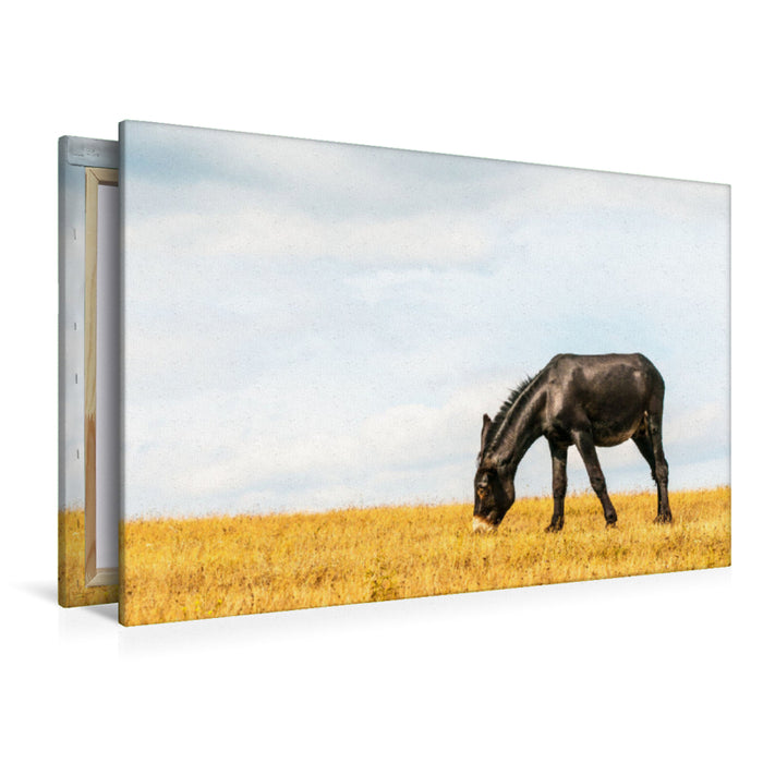 Premium textile canvas Premium textile canvas 120 cm x 80 cm landscape Eye-catcher: black horse with Bulgarian-Catalan gene pool 