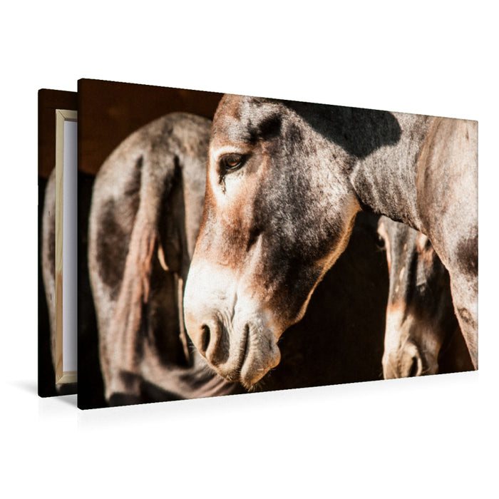 Premium textile canvas Premium textile canvas 120 cm x 80 cm landscape Elegant Bulgarian large donkey with flour mouth 