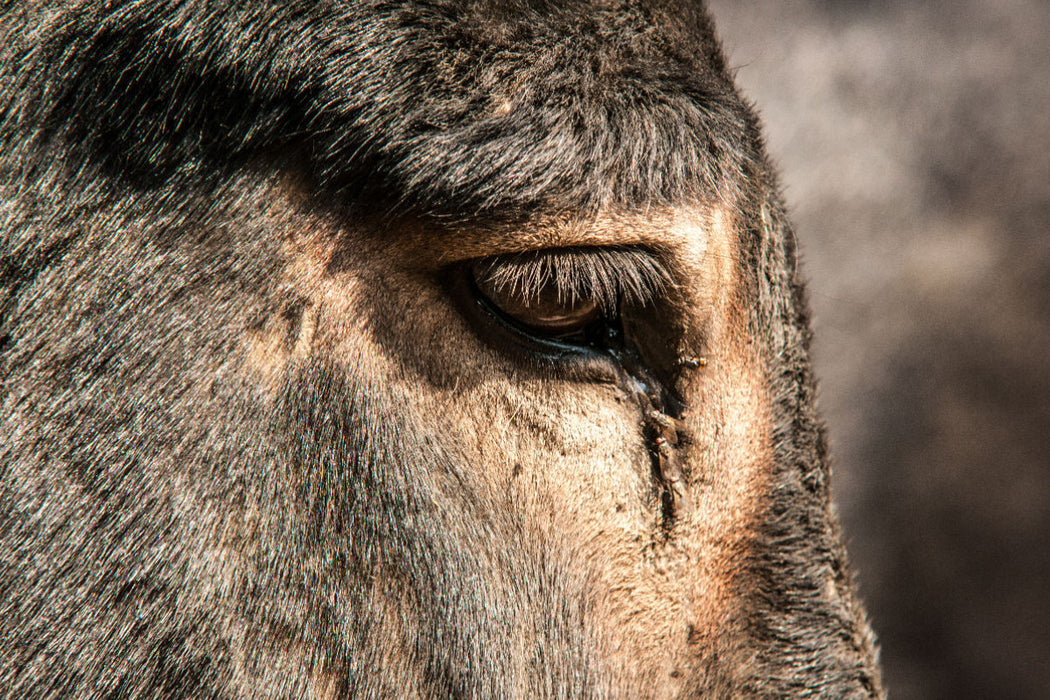 Premium textile canvas Premium textile canvas 120 cm x 80 cm landscape Silver-colored eye ring of the Bulgarian donkey 