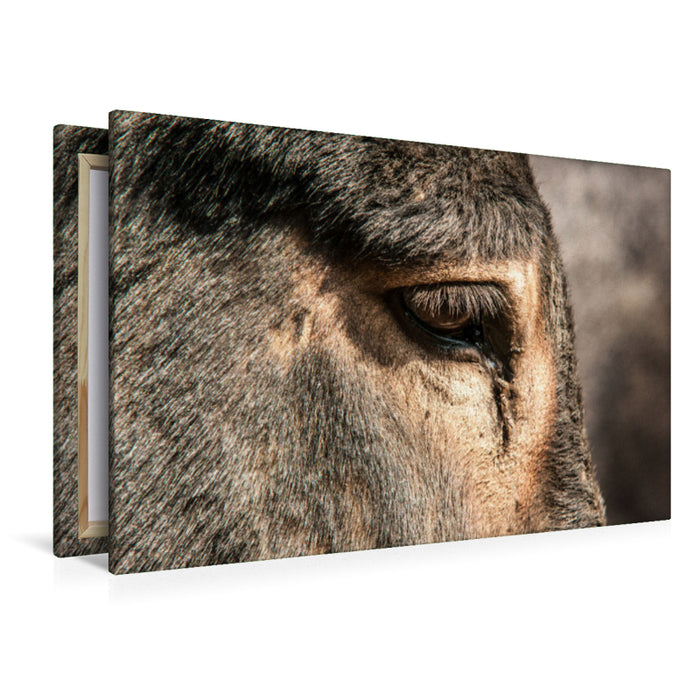 Premium textile canvas Premium textile canvas 120 cm x 80 cm landscape Silver-colored eye ring of the Bulgarian donkey 