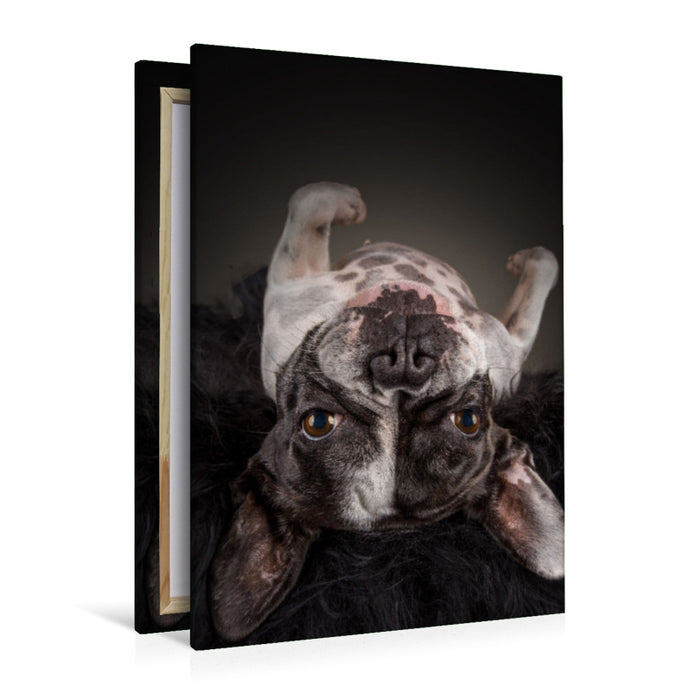 Premium textile canvas Premium textile canvas 80 cm x 120 cm high A motif from the calendar Bullyzauber - French Bulldogs 