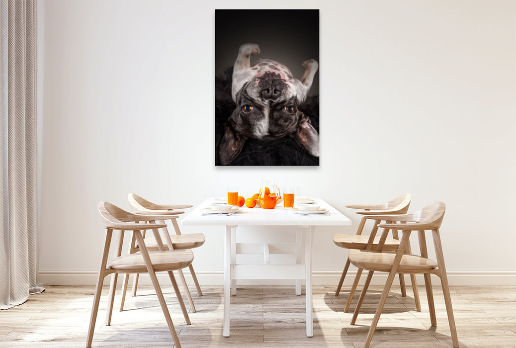 Premium textile canvas Premium textile canvas 80 cm x 120 cm high A motif from the calendar Bullyzauber - French Bulldogs 