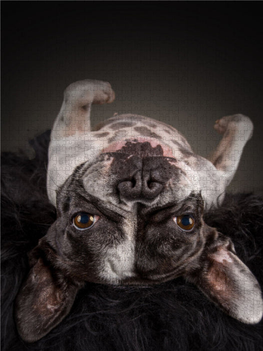 Bullyzauber - Französische Bulldoggen - CALVENDO Foto-Puzzle - calvendoverlag 29.99