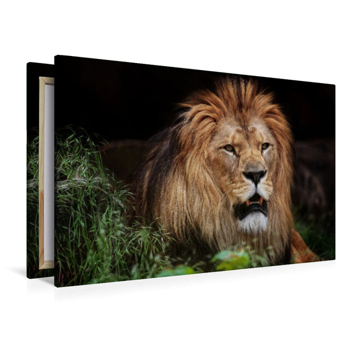 Premium textile canvas Premium textile canvas 120 cm x 80 cm landscape Berber lion 