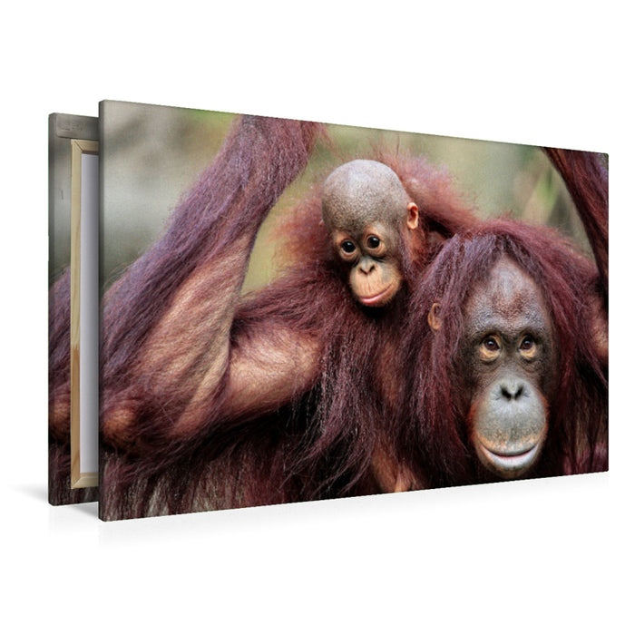 Premium textile canvas Premium textile canvas 120 cm x 80 cm landscape Orangutan mother with child 