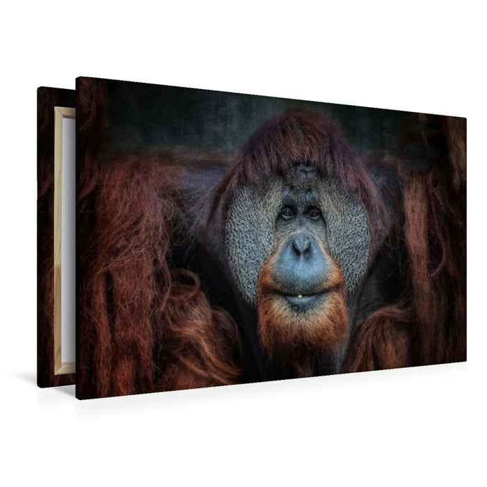 Premium textile canvas Premium textile canvas 120 cm x 80 cm landscape Orangutan 