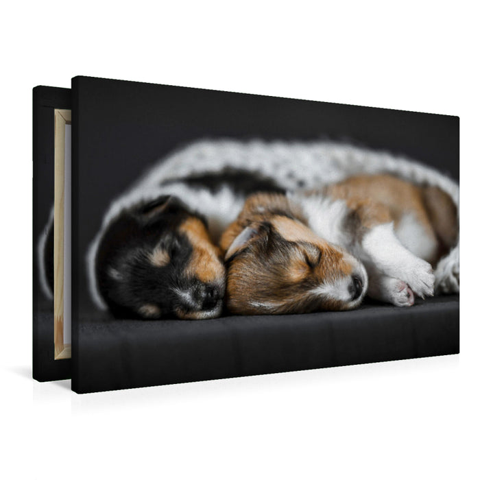 Premium textile canvas Premium textile canvas 90 cm x 60 cm across Collie puppies cuddling together 