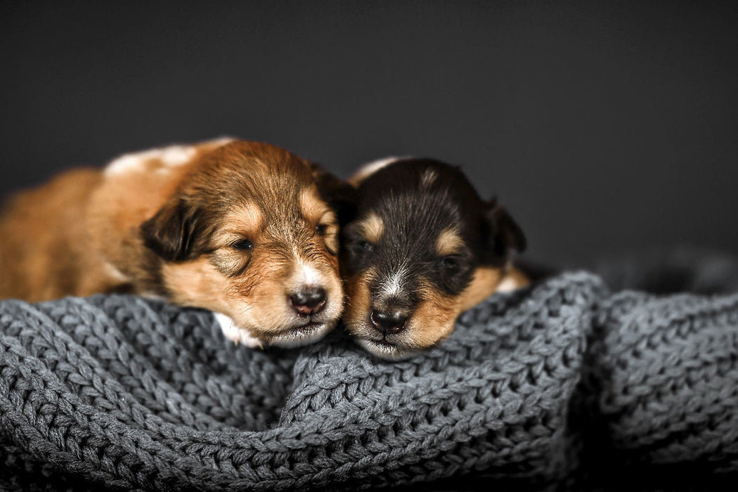 Premium textile canvas Premium textile canvas 90 cm x 60 cm landscape Young collies slumber snuggled up together 