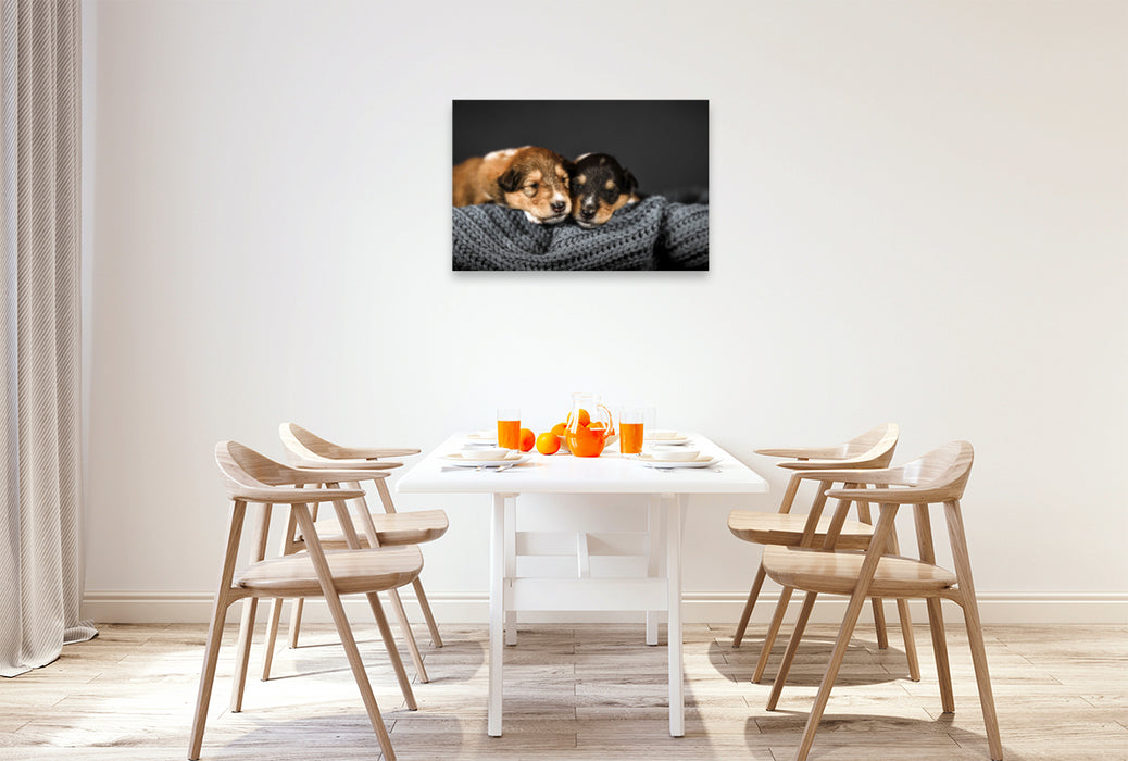Premium textile canvas Premium textile canvas 90 cm x 60 cm landscape Young collies slumber snuggled up together 
