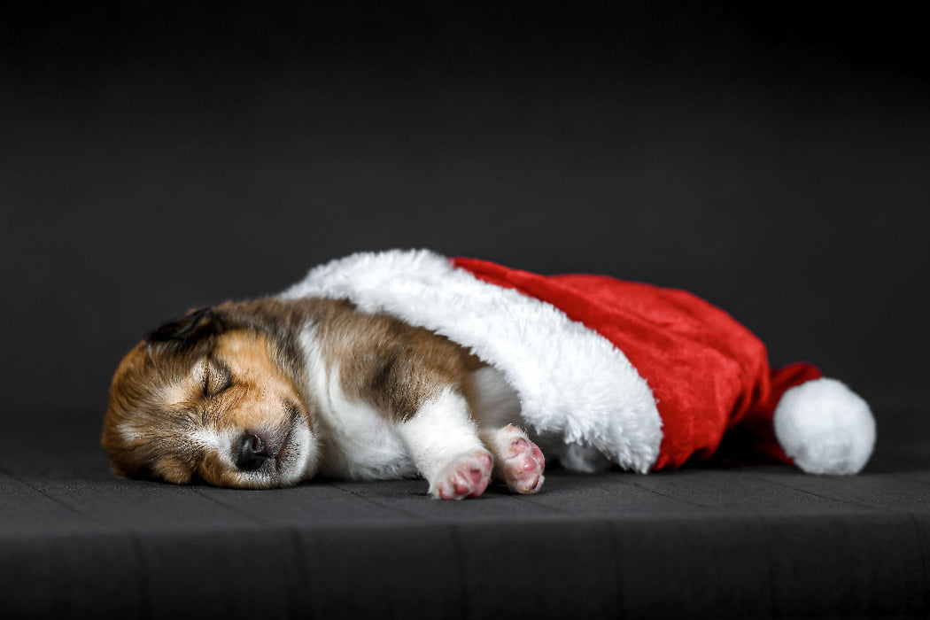 Premium textile canvas Premium textile canvas 90 cm x 60 cm landscape Little collie sleeps in a Santa hat 