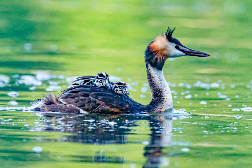 Premium textile canvas Premium textile canvas 120 cm x 80 cm landscape Great crested grebe with chicks 