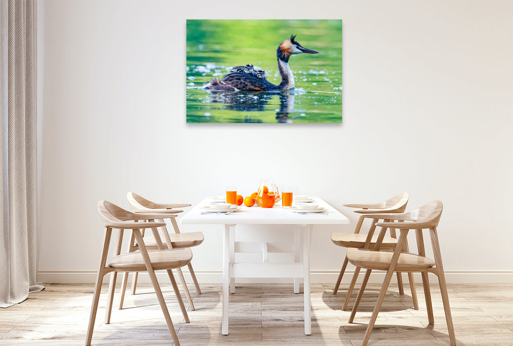 Premium textile canvas Premium textile canvas 120 cm x 80 cm landscape Great crested grebe with chicks 