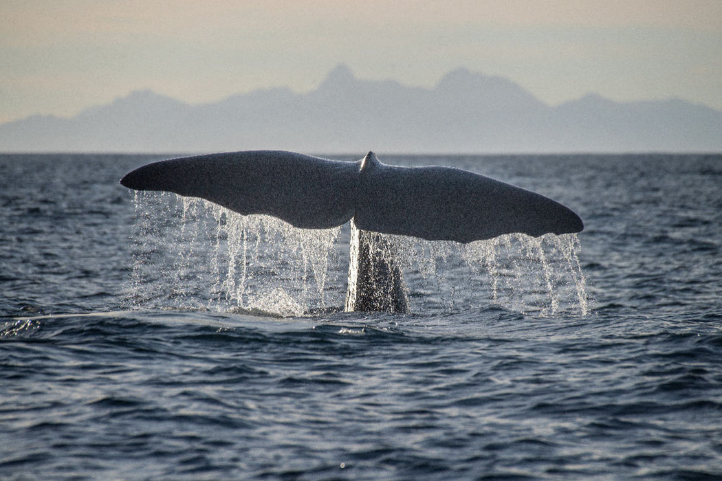 Premium textile canvas Premium textile canvas 120 cm x 80 cm landscape A motif from the calendar The Whales of Andenes 