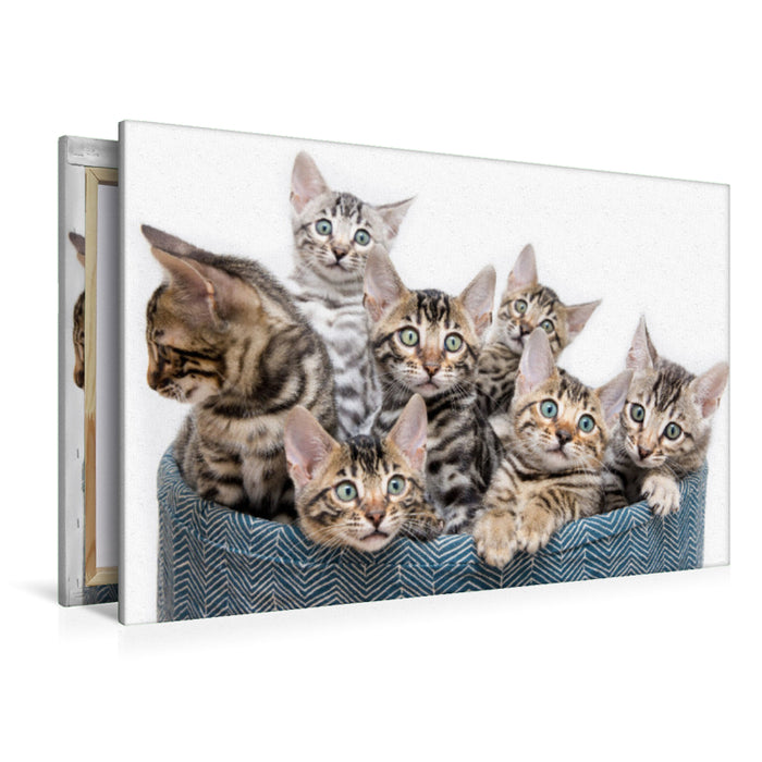 Premium textile canvas Premium textile canvas 120 cm x 80 cm across A motif from the Mini Leopards calendar - with Bengal kittens throughout the year 