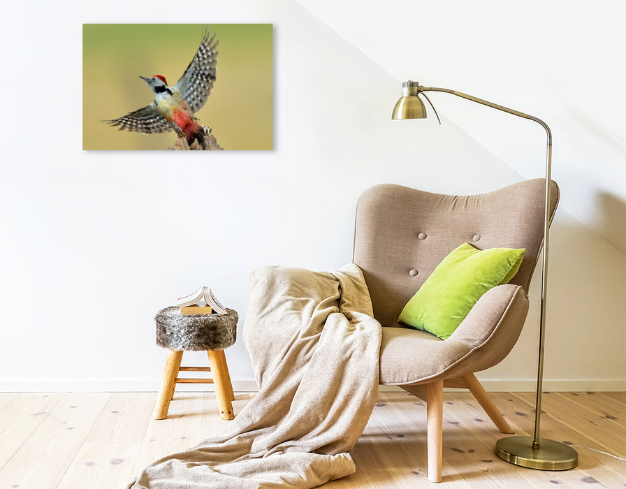 Premium Textil-Leinwand Premium Textil-Leinwand 75 cm x 50 cm quer Ein Motiv aus dem Kalender Wilde Vögel vor der Kamera