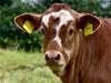 Rinder auf Eifelwiesen - CALVENDO Foto-Puzzle - calvendoverlag 29.99