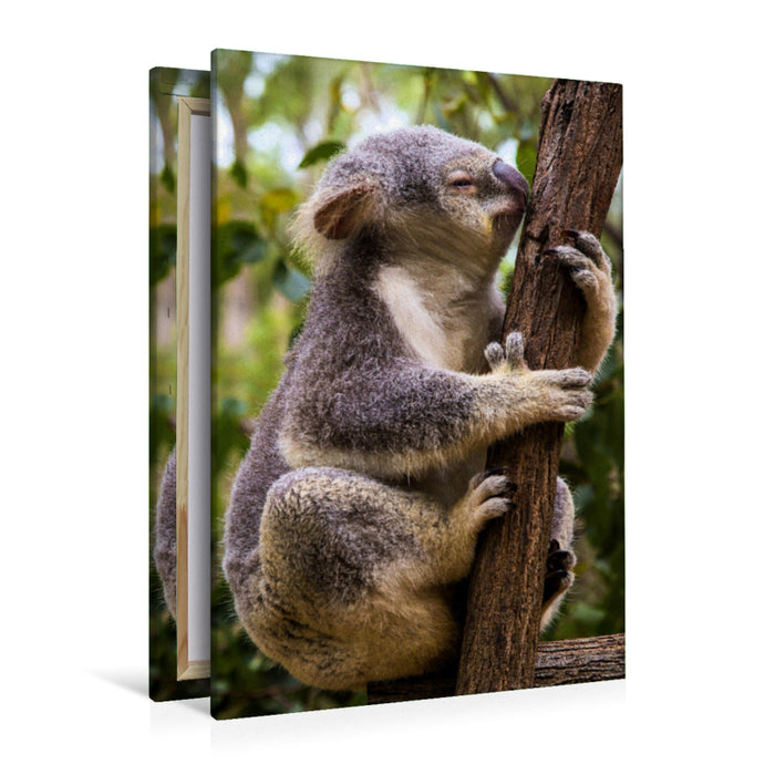 Premium Textil-Leinwand Premium Textil-Leinwand 80 cm x 120 cm  hoch Koala klettert auf Eukalyptusbaum