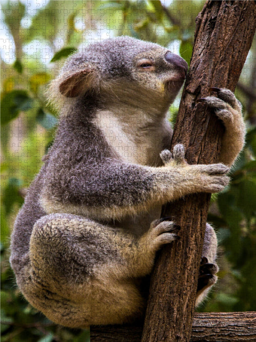 Koala klettert auf Eukalyptusbaum - CALVENDO Foto-Puzzle - calvendoverlag 29.99