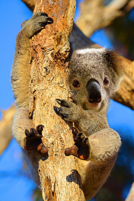 Premium Textil-Leinwand Premium Textil-Leinwand 80 cm x 120 cm  hoch Kleiner Koala auf Eukalyptusbaum