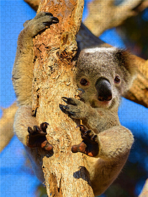 Kleiner Koala auf Eukalyptusbaum - CALVENDO Foto-Puzzle - calvendoverlag 29.99