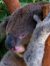Niedlicher schlafender Koala - CALVENDO Foto-Puzzle - calvendoverlag 29.99