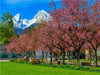 Japanische Kirschblüte im Kurgarten, Berchtesgaden - CALVENDO Foto-Puzzle - calvendoverlag 29.99