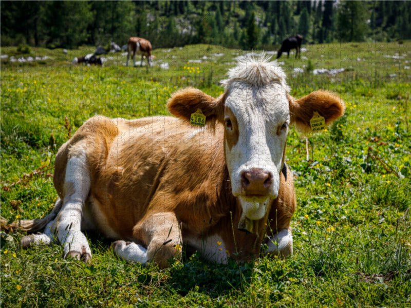 Liegende Kuh auf Almwiese - CALVENDO Foto-Puzzle - calvendoverlag 29.99