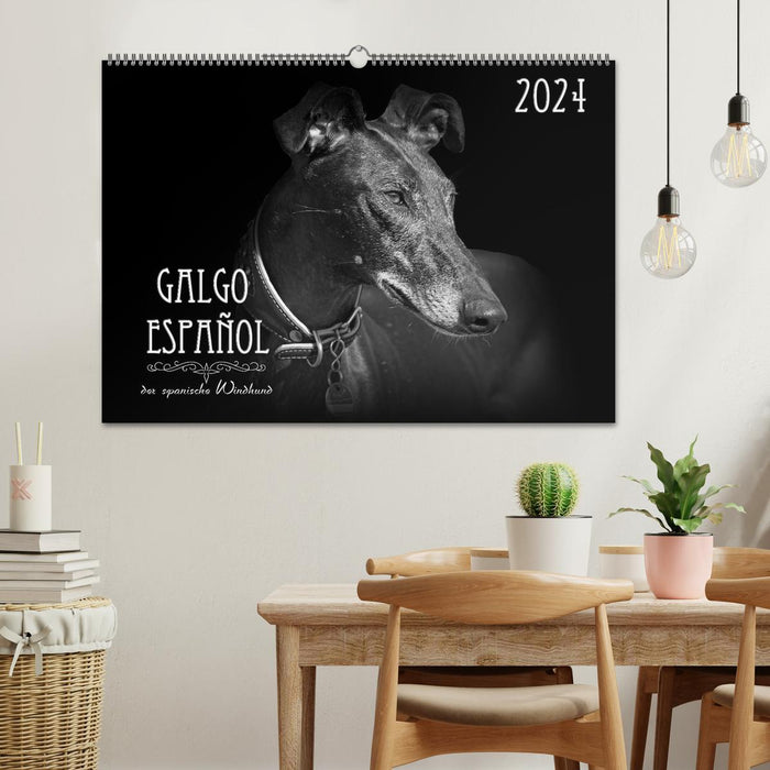 Galgo Español - le lévrier espagnol 2024 (calendrier mural CALVENDO 2024) 