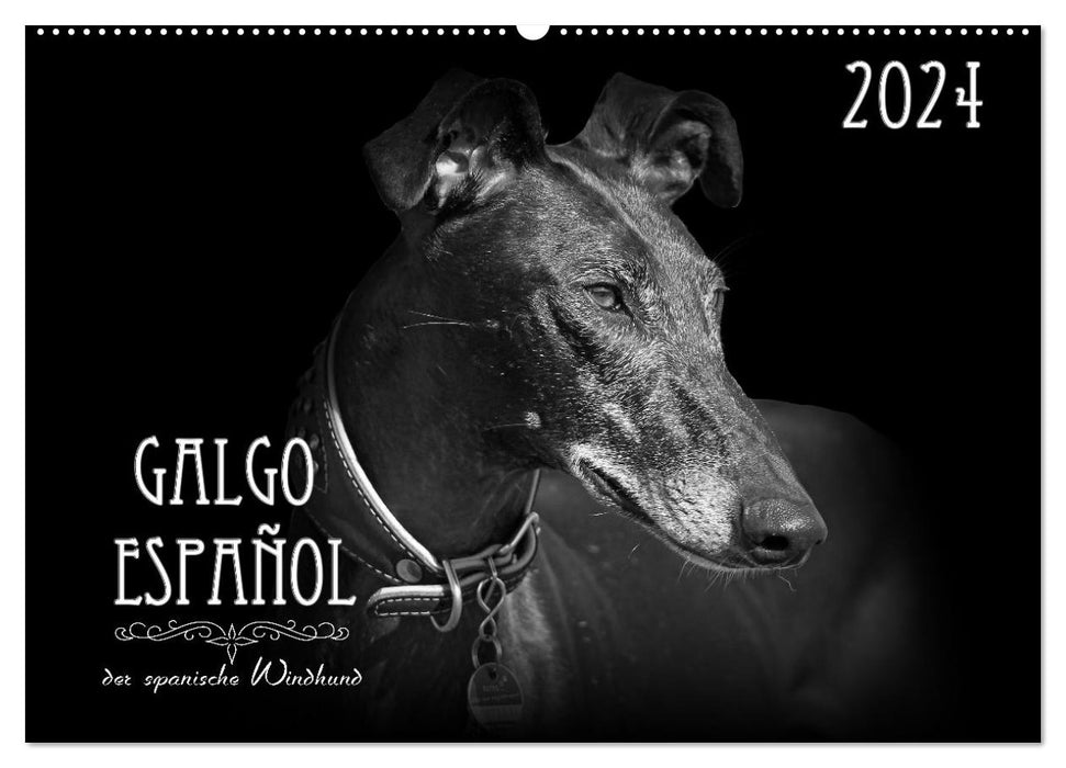 Galgo Español - le lévrier espagnol 2024 (calendrier mural CALVENDO 2024) 