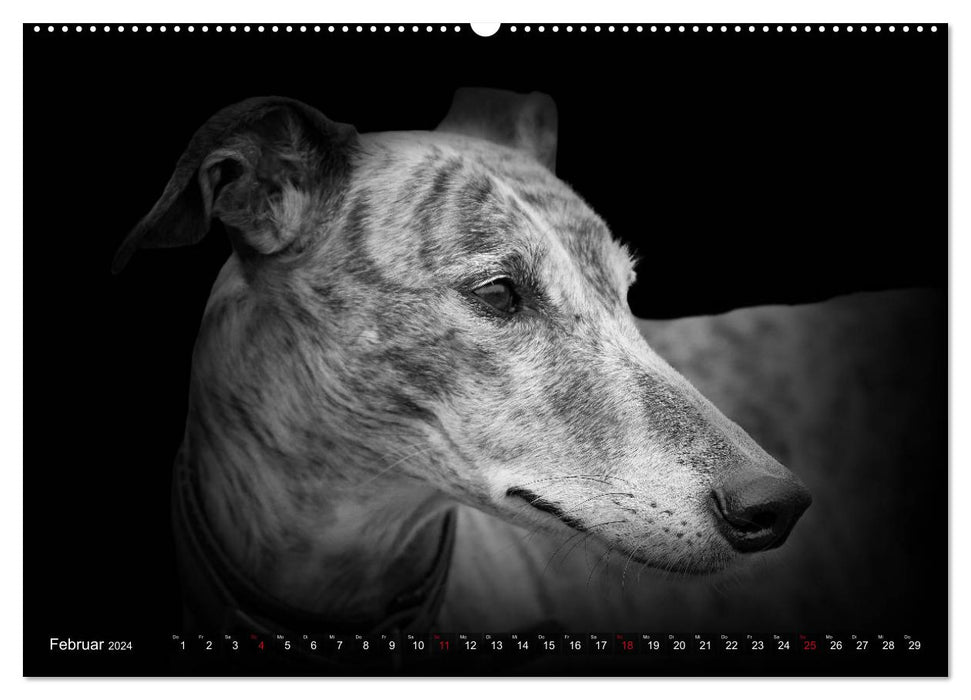 Galgo Español - der spanische Windhund 2024 (CALVENDO Wandkalender 2024)