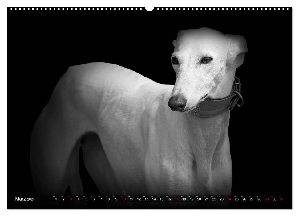 Galgo Español - der spanische Windhund 2024 (CALVENDO Wandkalender 2024)