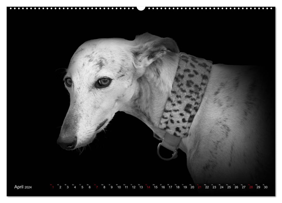 Galgo Español - der spanische Windhund 2024 (CALVENDO Wandkalender 2024)