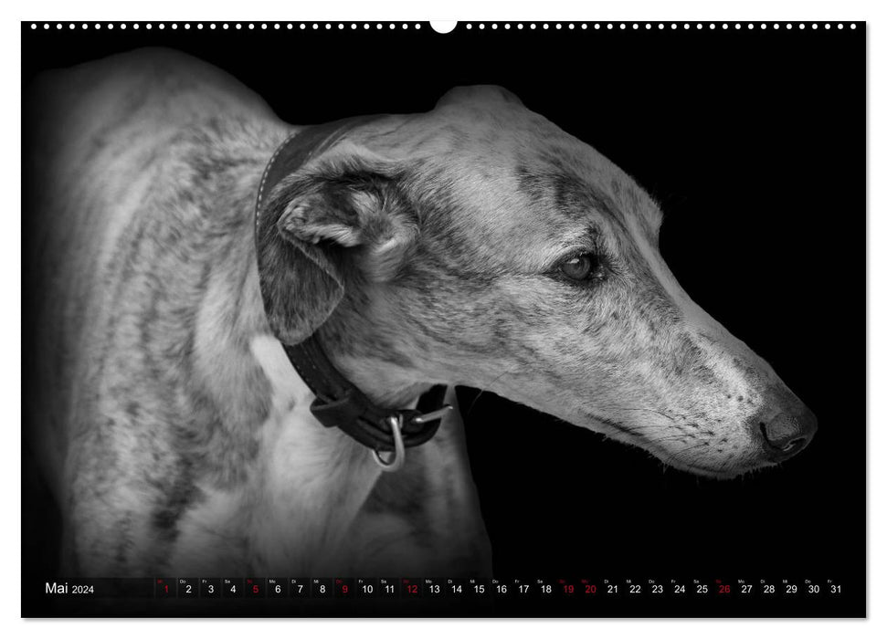 Galgo Español - der spanische Windhund 2024 (CALVENDO Wandkalender 2024)