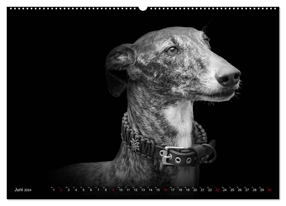 Galgo Español - der spanische Windhund 2024 (CALVENDO Wandkalender 2024)