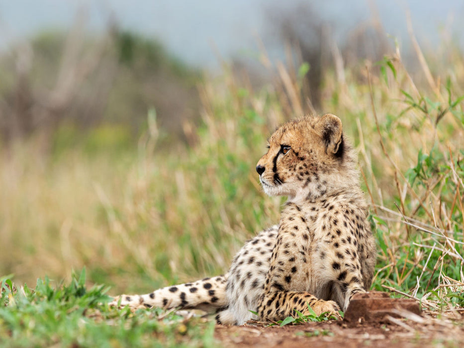 Junger Gepard, - CALVENDO Foto-Puzzle - calvendoverlag 29.99