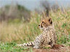 Junger Gepard, - CALVENDO Foto-Puzzle - calvendoverlag 29.99