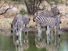 Zebraspiegelung - CALVENDO Foto-Puzzle - calvendoverlag 29.99