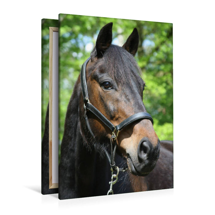 Premium Textil-Leinwand Premium Textil-Leinwand 80 cm x 120 cm  hoch Ein Motiv aus dem Kalender Traumhafte Pferdeportraits