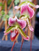 Frauenschuh oder Venusschuh Orchidee - CALVENDO Foto-Puzzle - calvendoverlag 29.99