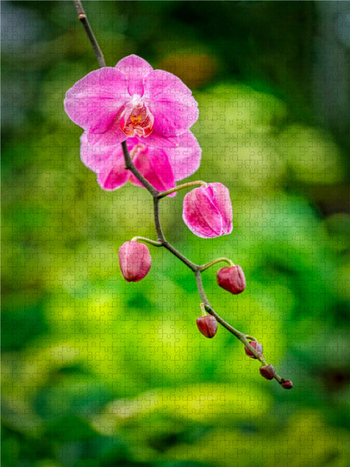 Phalaenopsis - CALVENDO Foto-Puzzle - calvendoverlag 29.99