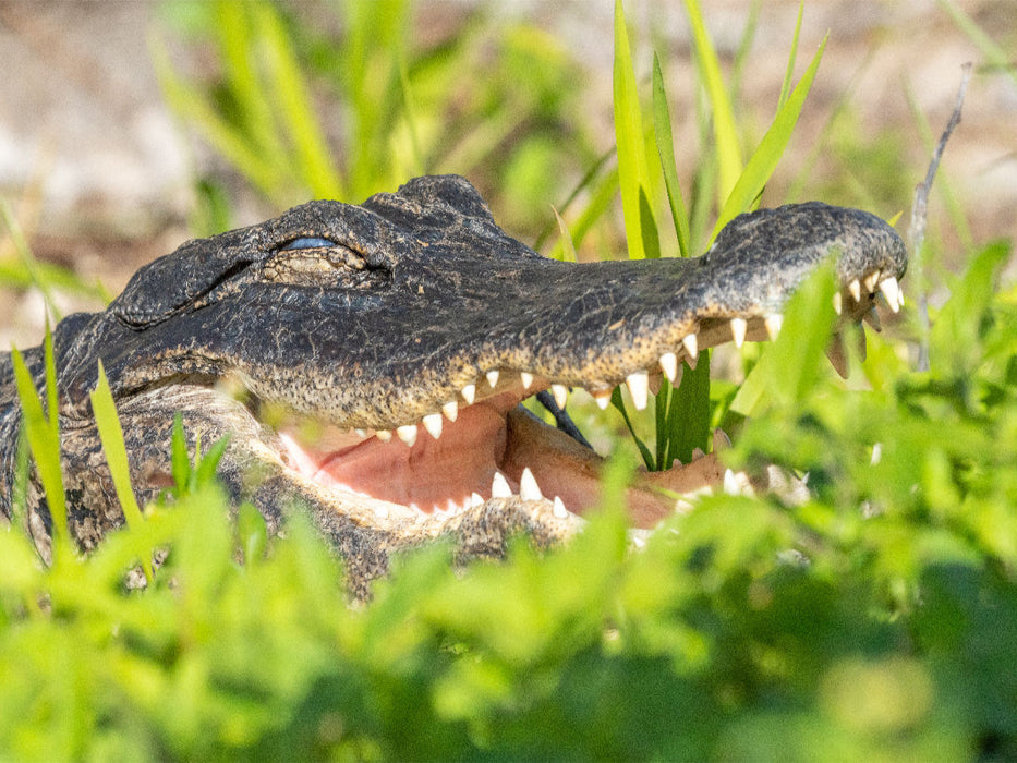 Alligator - CALVENDO photo puzzle 