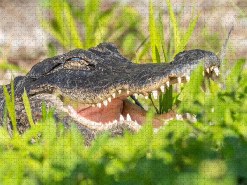 Alligator - CALVENDO Foto-Puzzle