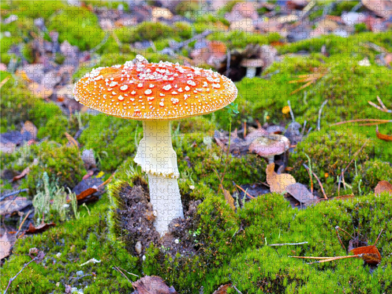 Toadstool - CALVENDO photo puzzle 